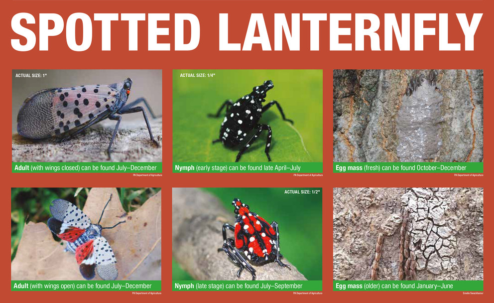 Spotted Lanternfly Information